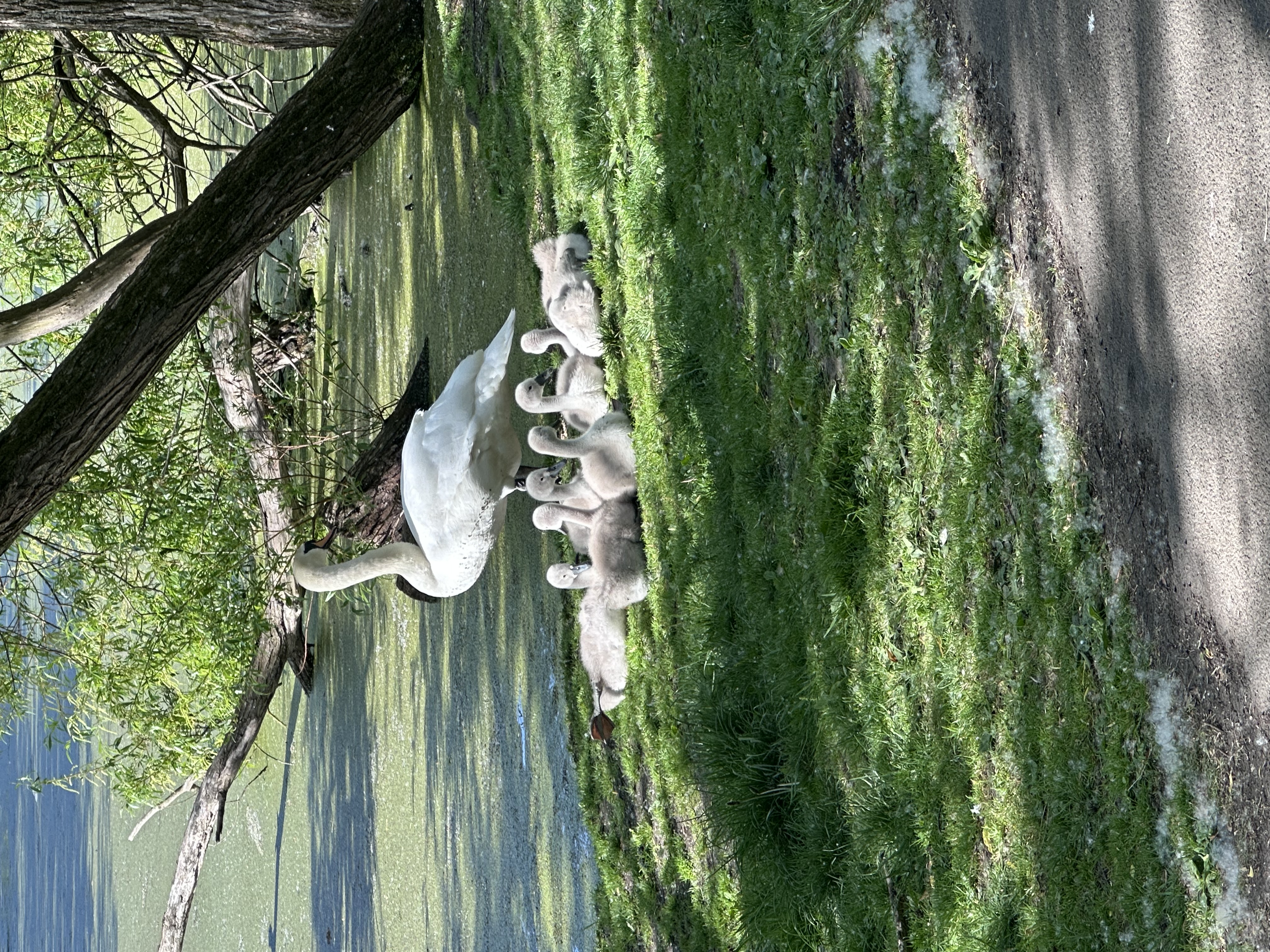 Cygnets and Swan in Figgate Park, Portobello before Parkrun.